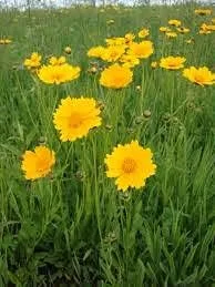Coreopsis, semillas de flores de lanceleaf, 200 semillas hermosas flores de color amarillo dorado.