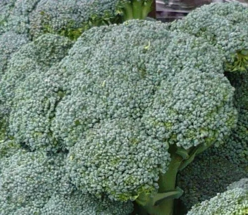 Semillas de brócoli Waltham Heirloom de Ohio para plantar, abundante paquete de reliquia con instrucciones para plantar un huerto en casa al aire