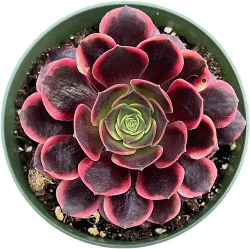 Miniatura 25 de Cotyledon Pendens de 4 pulgadas, suculenta viva completamente enraizada en macetas con mezcla de tierra, planta doméstica rara para la decoración