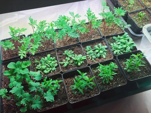 Miniatura 4 de EarlyGrow Propagador de cúpula grande con 2 extensores de altura, bandejas de plántulas y juego de clips de bloqueo, verde (97019)