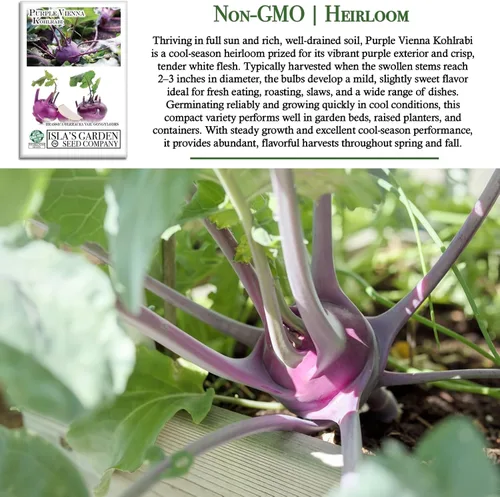 Miniatura 3 de Purple Vienna Semillas de colinabo (Brassica oleracea var. gongylodes) – Más de 300 semillas de reliquia sin OMG de Isla's Garden Seeds, bulbos