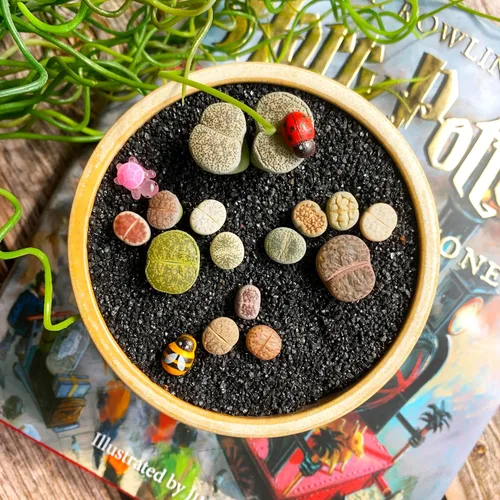 Miniatura 8 de Lithops Mezcla aleatoria de plantas suculentas vivas raras, 30/50/100 piezas de plantas suculentas vivas, raíz desnuda sin tierra de maceta