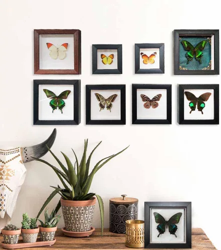 Miniatura 5 de ITrixgan Taxidermia enmarcada de mariposa real, espécimen de mariposa para clase de ciencias para amantes de los insectos, decoración gótica
