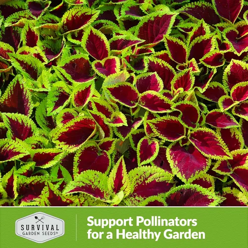 Miniatura 5 de Rainbow Mix Coleus Semillas para plantar, jardín de sombra anual, 1 paquete Indoor & Outdoor Plant with Colorful Foliage for Containers