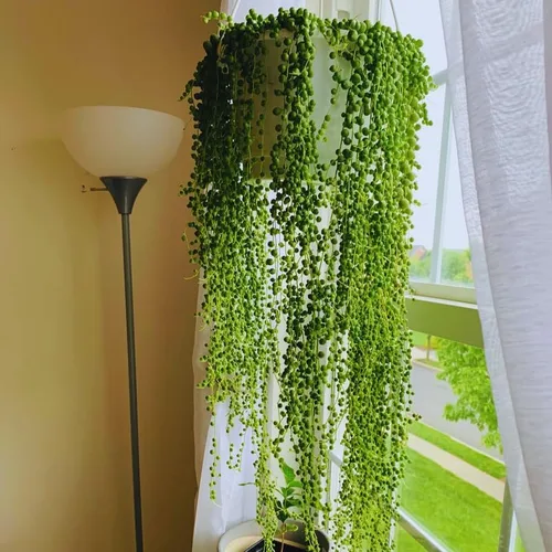 Miniatura 4 de Planta de cadena de perlas vivas para plantar, maceta de cadena de perlas, planta de cadena de perlas vivas, completamente enraizada, planta
