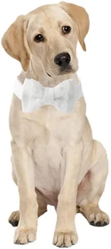 Miniatura 3 de Collar único de boda para perro, collar de algodón blanco con hebilla de metal ajustable, adecuado para perros pequeños (boda S)