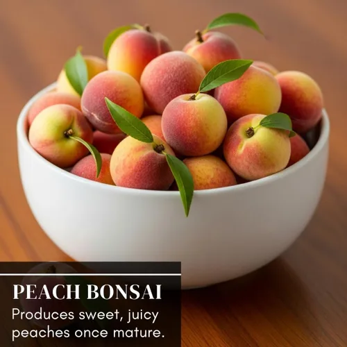 Miniatura 3 de Semillas de melocotonero bonsái – 4 semillas grandes para árboles frutales en miniatura – Fácil de cultivar, resistente, produce melocotones dulces