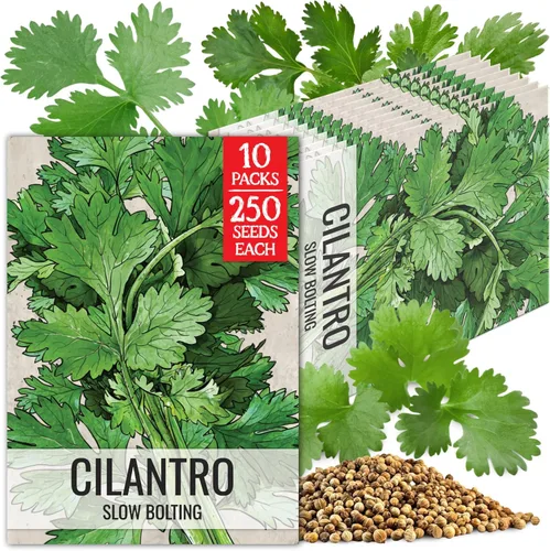 Miniatura 9 de Seed Needs Semillas de culantro para plantar cilantro mexicano, reliquia sin OMG y hierbas culinarias/medicinales no tratadas para cultivar un