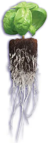 Miniatura 3 de General Hydroponics Arrancador de plantas RapidRooter, 1400 enchufes de repuesto a granel