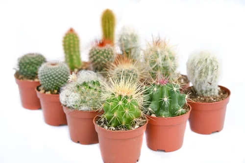 Miniatura 4 de Plantas de cactus vivas – Pequeño surtido de plantas de cactus de 2 pulgadas – Plantas de cactus en maceta completamente enraizadas – Juego