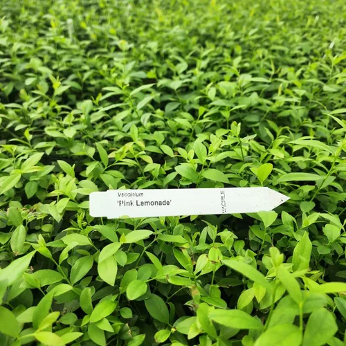 Miniatura 3 de Planta de Arándano Rosa Limón Viva en venta (Paquete de 4) Plantas fáciles de cultivar Planta de fruta comestible para vida sostenible Cultiva