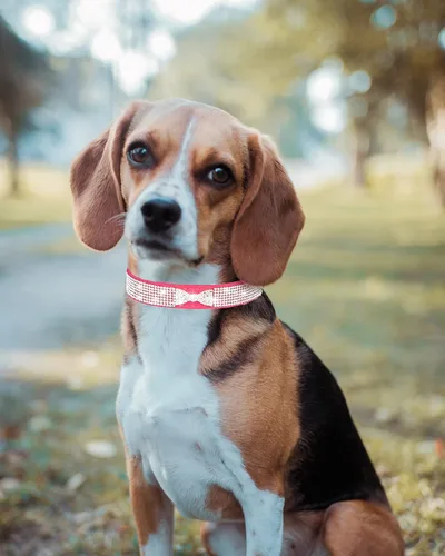 Miniatura 3 de Collar de perro brillante para perros pequeños, medianos y grandes, collares de perro con corona de diamantes de imitación para perros hembras