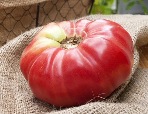 Miniatura 2 de Paquete de semillas prémium de tomate German Queen Heirloom + más