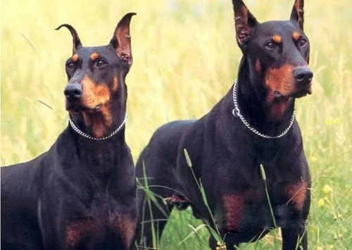 Miniatura 6 de SGODA Collar de estrangulador de entrenamiento para perros de cadena, 22 in, 0.118 in