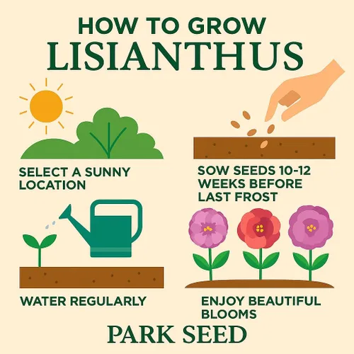 Miniatura 3 de Park Seed Lisianthus - Semillas de plantación con flores, fáciles de cultivar, variedad de colores y tamaños, jardín de primavera, rosa carisma
