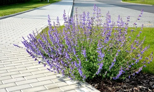 Miniatura 2 de Blue Steel - Semillas de salvia para plantar, 50 semillas, fáciles de cultivar