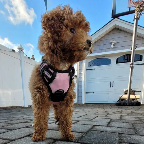 Miniatura 6 de Buddy's Best Arnés para perro, arnés sin tirones para mascotas, con 2 clips para correa, arnés ajustable suave acolchado reflectante de seguridad