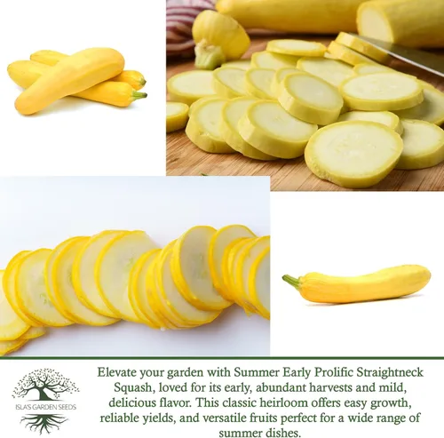 Miniatura 6 de Semillas de calabaza de verano de cuello recto amarillo prolífico temprano para plantar, más de 50 semillas vegetales tradicionales por paquete