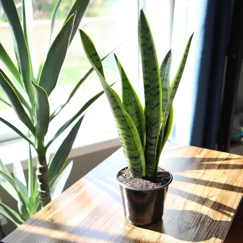 Miniatura 3 de Planta de serpiente viva, Sansevieria trifasciata Laurentii, Planta de interior completamente arraigada en maceta, Planta de sansevieria lengua