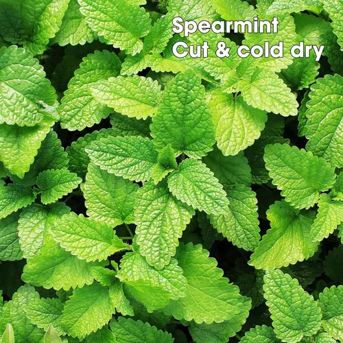 Miniatura 5 de Bolsas de té de menta verde pirámide con cuerda, dulces y delicadas de mentol, hojas de menta verde prémium