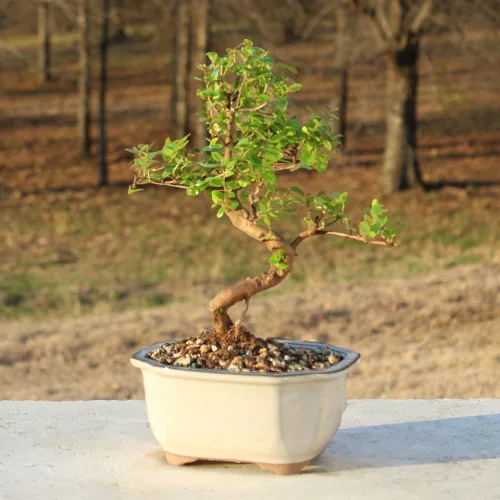Miniatura 5 de Brussel's Bonsai Árbol bonsái de ciruela dulce china viva, 5 años, 6 a 10 pulgadas, bonsái de interior en maceta de bonsái de cerámica