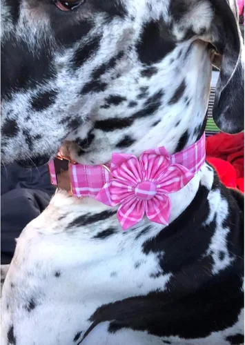 Miniatura 5 de Collar de perro Lionheart Glory, collar de perro rosa con flor, lindo collar para mascotas con patrón floral ajustable para perros pequeños Rosado