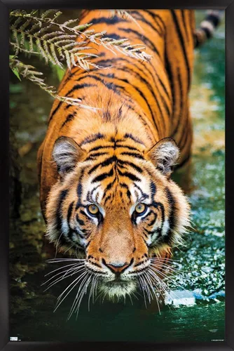 Miniatura 8 de Trends International Tiger - Póster de pared de agua, 14.725 x 22.375 pulgadas, versión enmarcada de madera de granero