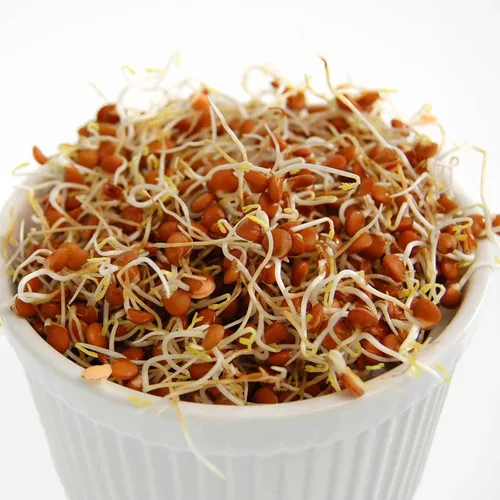 Miniatura 4 de Semillas orgánicas para germinar lentejas rojas -2.5 libras - Marca Handy Pantry - Lentejas rojas - Perfecto para semillas de jardín, jardinería