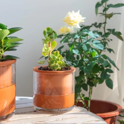Miniatura 2 de Phoenix Vine Maceta de terracota de 4 pulgadas con autorriego para plantas, maceta cilíndrica de terracota de interior con jarrón de vidrio, juego