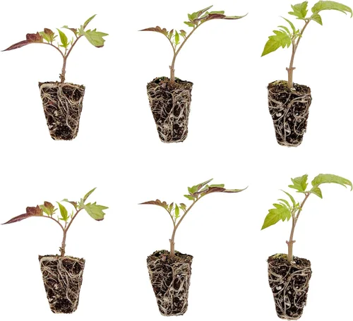 Bonnie Plants Better Boy Tomate Plántula, Planta Viva, para Hamburguesas, Salsa y Salsas, Pleno Sol, 3 Pulgadas Cúbicas, Paquete de 6