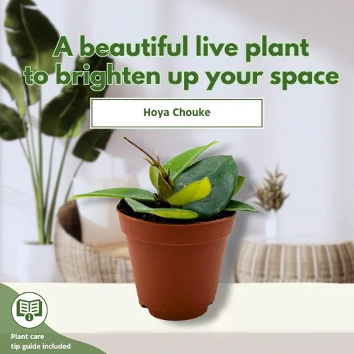 Miniatura 3 de BubbleBlooms Hoya Chouke 2 pulgadas