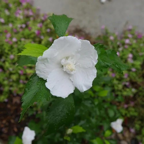 Miniatura 4 de s 2 Gal. Pilar Blanco Rosa de Sharon (Hibisco) Arbusto