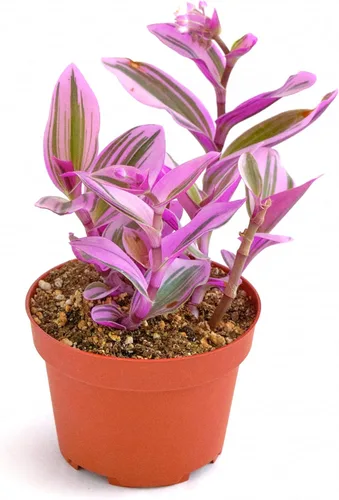 Miniatura 8 de Shop Succulents Cadena de plátanos colgantes suculentas, Senecio Radicans, planta suculenta viva de 4 pulgadas totalmente arraigada, planta
