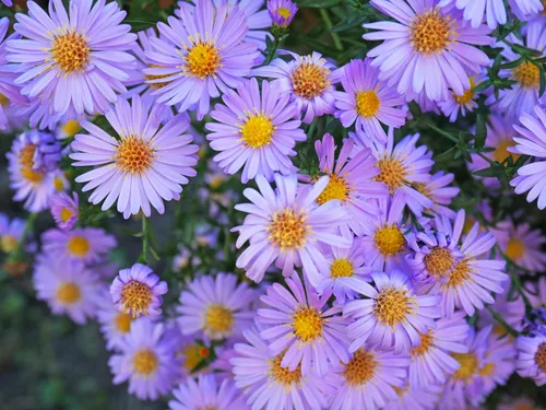 Miniatura 4 de 50 semillas de flor de Aster de Arroz (Aster tupido) Aster Dumosus