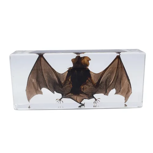 Miniatura 9 de Espécimen de murciélago real de taxidermia grande, espécimen de animales en resina para ciencias, aula, educación científica, grande