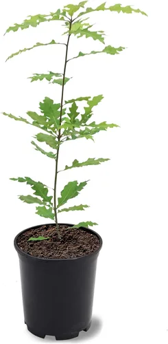 Miniatura 2 de American Plant Exchange Southern Live Oak Tree, maceta de 5 galones, 2-3 pies de alto, planta grande para jardín al aire libre, planta viva, árbol