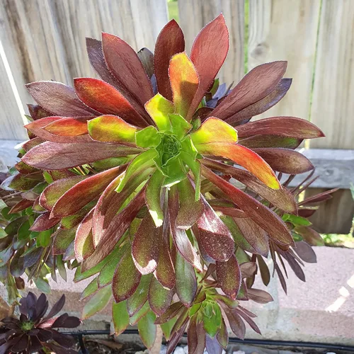 Miniatura 14 de Blissful 5 Rosetas de Aeonium de 2 a 6 pulgadas, raras 5 variedades únicas. Fácil de cultivar, tolerante a la sequía y perfecto para regalos