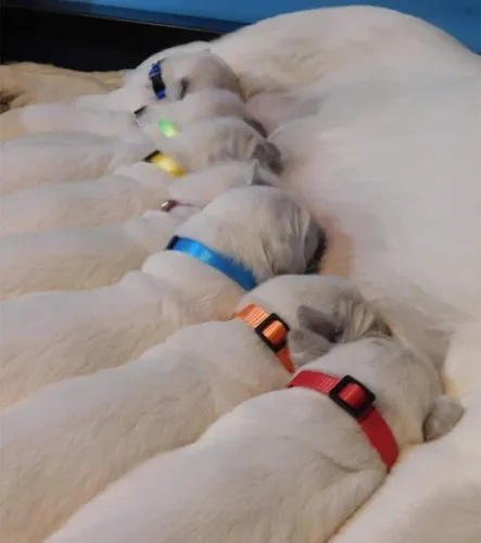 Miniatura 3 de Collar de identificación para cachorros, collares ajustables de identificación para perros recién nacidos, de nailon súper suave, collares