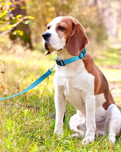 Miniatura 6 de Collar reflectante para perros con hebilla ajustable de nailon de seguridad para perros pequeños, medianos y grandes, azul M Azul-cielo