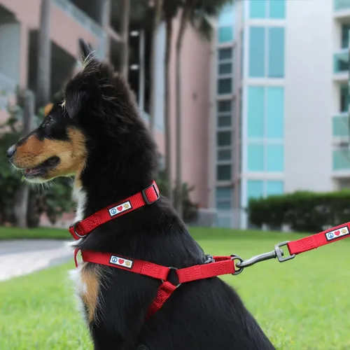 Miniatura 2 de Collar para mascotas Pawtitas, de 6 pies, suave, ajustable, color sólido, de nailon. El collar y arnés a juego para perros y cachorros, se venden