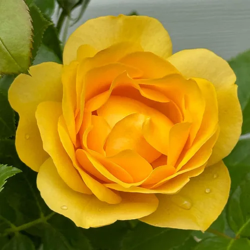 Miniatura 15 de Heirloom Roses Rose Bush - Easter Basket™ Planta amarilla viva para plantar al aire libre