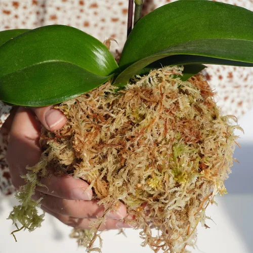 Miniatura 2 de 5oz de musgo sphagnum para propagación de plantas, excelente mezcla para macetas de orquídeas, ayuda a mantener la humedad