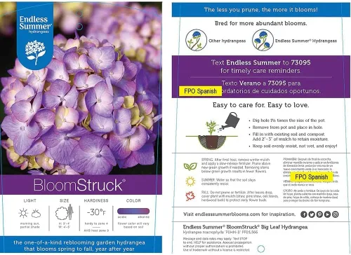Miniatura 7 de Blooming & Beautiful - BloomStruck Hortensia de hoja grande - Verano sin fin - 3 galones - Mophead refloreciente rosa, azul y morado florece