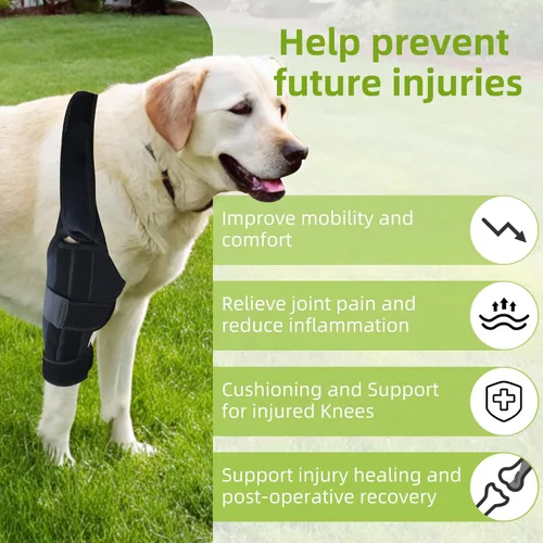 Miniatura 2 de Rodillera para perro para pierna trasera desgarrada del ligamento cruzado anterior, envoltura trasera ajustable para recuperación y prevención