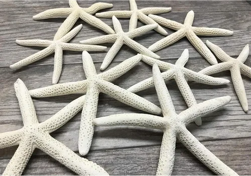 Nautical Crush Trading Decoración de estrella de mar – Peces de estrella para manualidades – Paquete de 10 estrellas reales de mar blanco de 6-8
