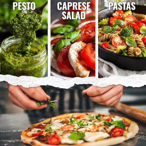 Miniatura 2 de Seed Needs Semillas de albahaca para plantar hierbas italianas de hojas grandes, reliquia sin OMG y sin tratar, cultiva un jardín de hierbas