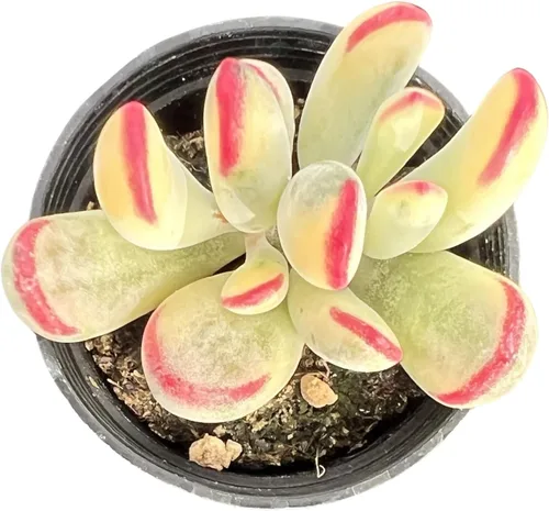 Miniatura 5 de Sprout N Green Pachyphytum compactum, 1 planta suculenta viva totalmente enraizada en macetas de 2 pulgadas con mezcla de tierra, planta de casa