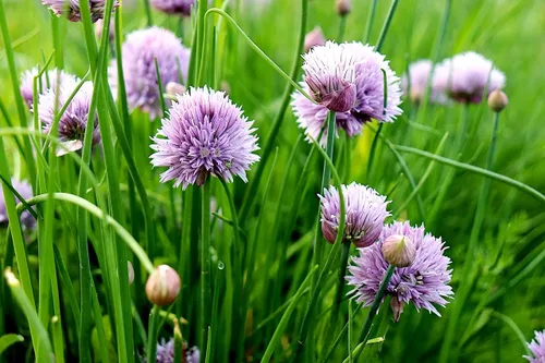 Miniatura 2 de Cebollino Allium Schoenoprasum Semillas de jardín de hierbas de ajo silvestre para plantar alrededor de 100 semillas