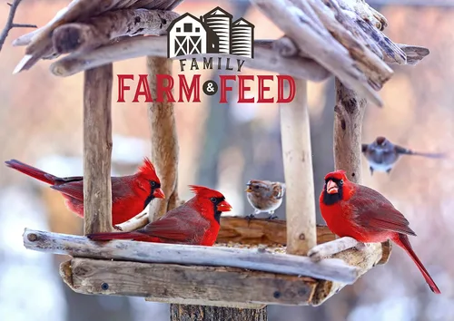 Miniatura 7 de Cuatro estaciones Mezcla de campo Alimento clásico para aves silvestres Pájaro cantor del patio trasero 4 libras Mezcla (Country Mix)