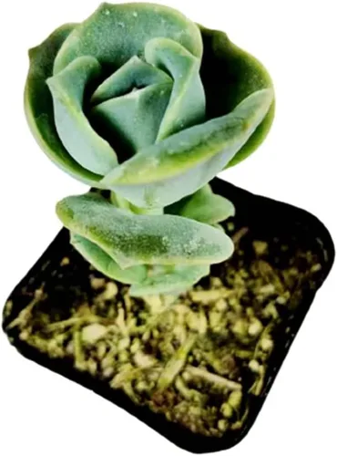 Miniatura 10 de Plantas suculentas vivas de USKC (Graptopetalum Superbum de 2 pulgadas)